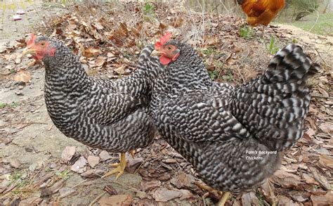 urban roosters|best chickens for urban backyard.